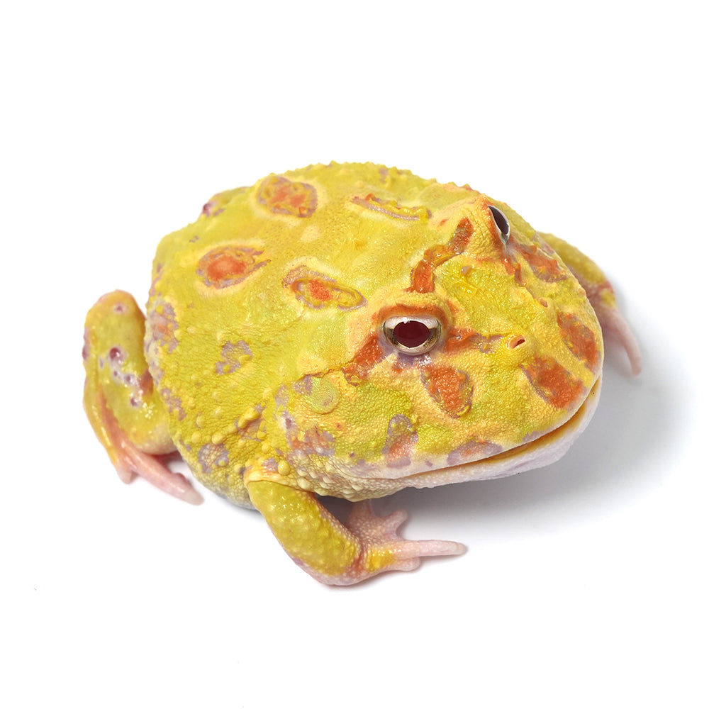 Albino Cranwell's Horned Frog (Pacman)