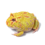 Albino Cranwell's Horned Frog (Pacman)