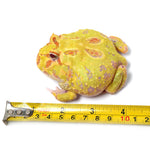 Albino Cranwell's Horned Frog (Pacman)