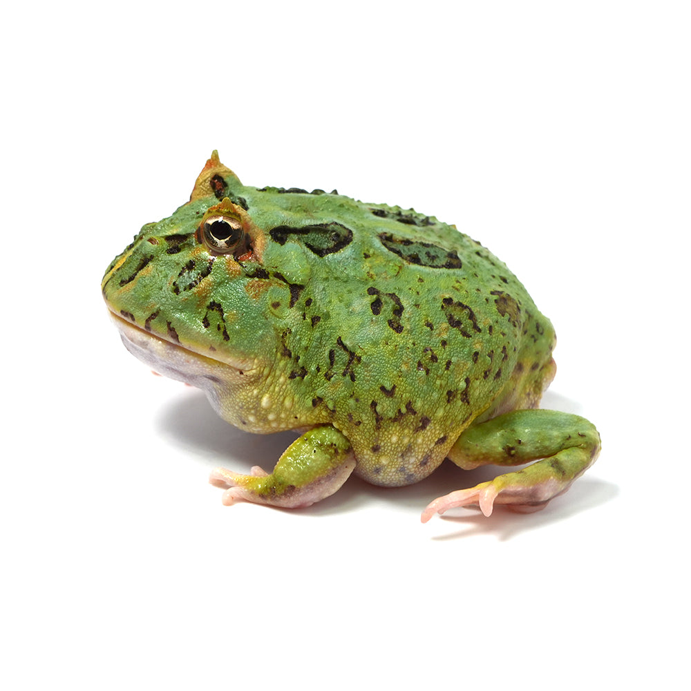 Green Cranwell's Horned Frog (Pacman)