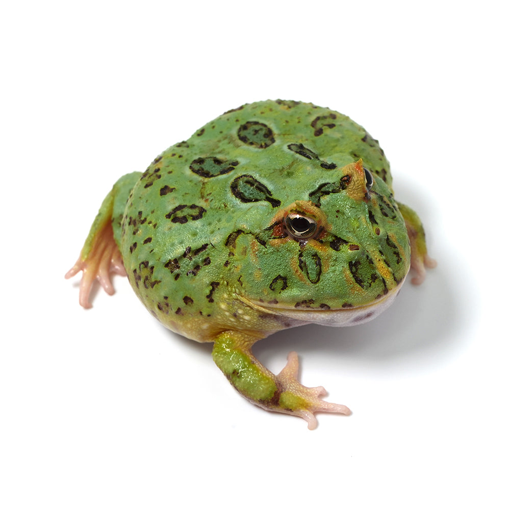 Green Cranwell's Horned Frog (Pacman)