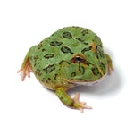 Green Cranwell's Horned Frog (Pacman)