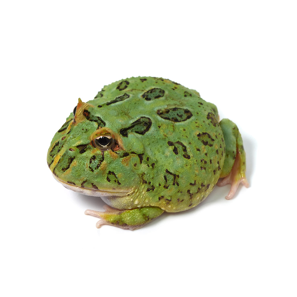 Green Cranwell's Horned Frog (Pacman)