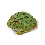 Green Cranwell's Horned Frog (Pacman)