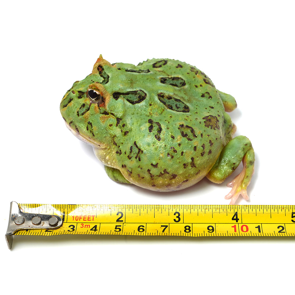Green Cranwell's Horned Frog (Pacman)