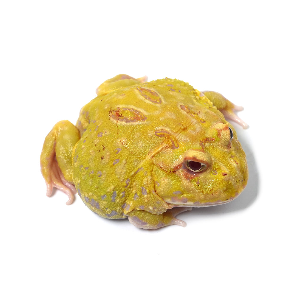 Albino Cranwell's Horned Frog (Pacman)