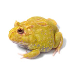 Albino Cranwell's Horned Frog (Pacman)