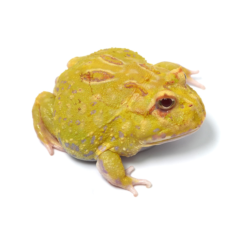 Albino Cranwell's Horned Frog (Pacman)
