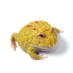 Albino Cranwell's Horned Frog (Pacman)