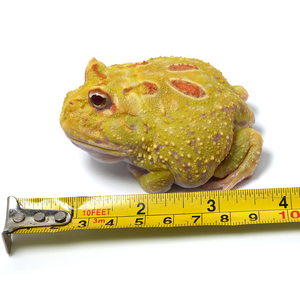 Albino Cranwell's Horned Frog (Pacman)