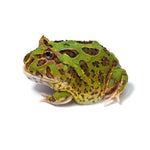 Green Cranwell's Horned Frog (Pacman)