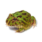 Green Cranwell's Horned Frog (Pacman)
