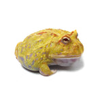 Albino Cranwell's Horned Frog (Pacman)