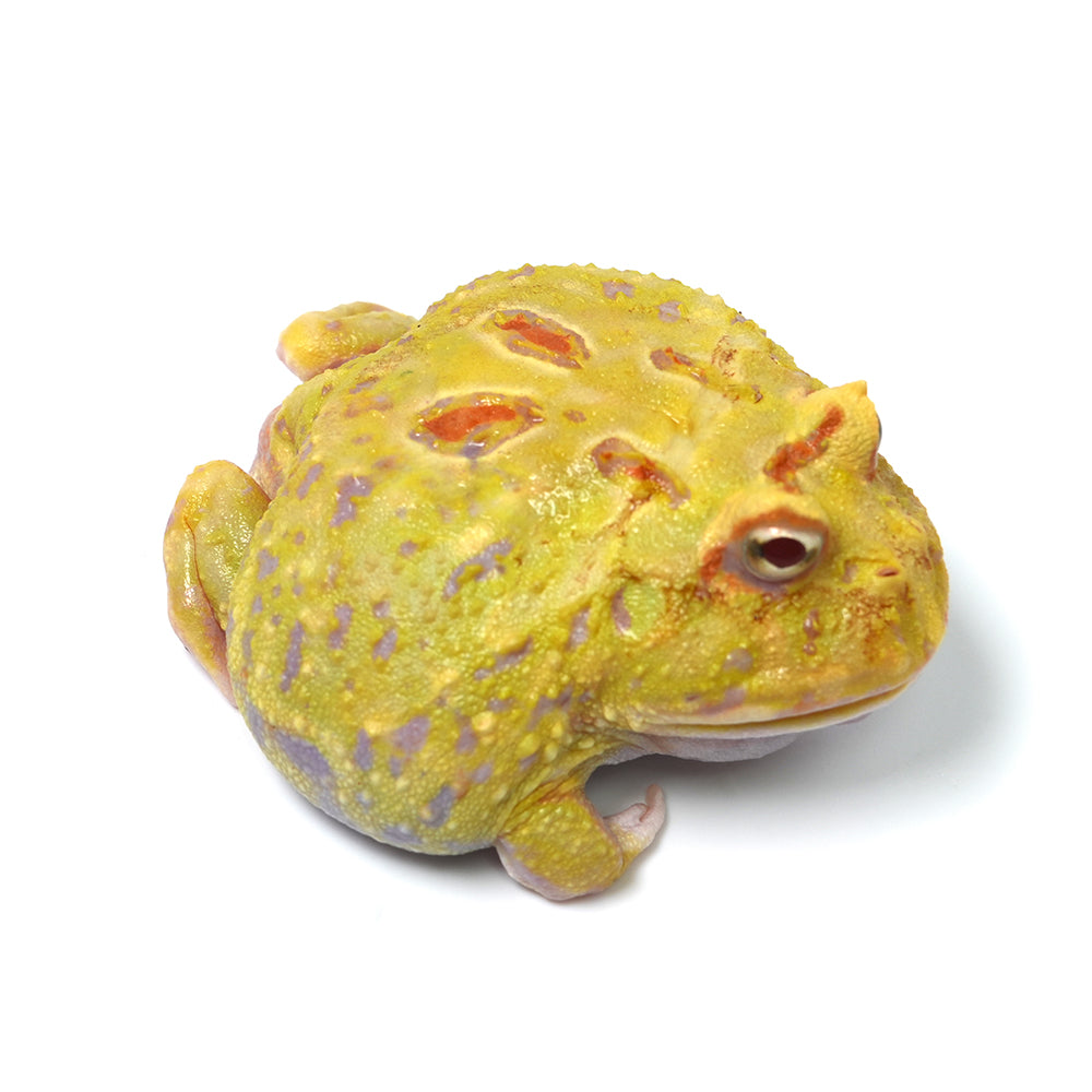 Albino Cranwell's Horned Frog (Pacman)