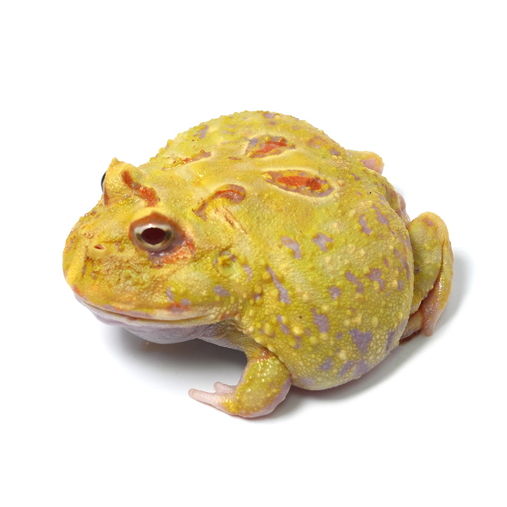 Albino Cranwell's Horned Frog (Pacman)