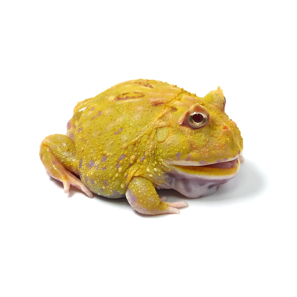 Albino Cranwell's Horned Frog (Pacman)