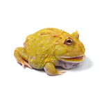 Albino Cranwell's Horned Frog (Pacman)