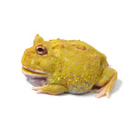 Albino Cranwell's Horned Frog (Pacman)