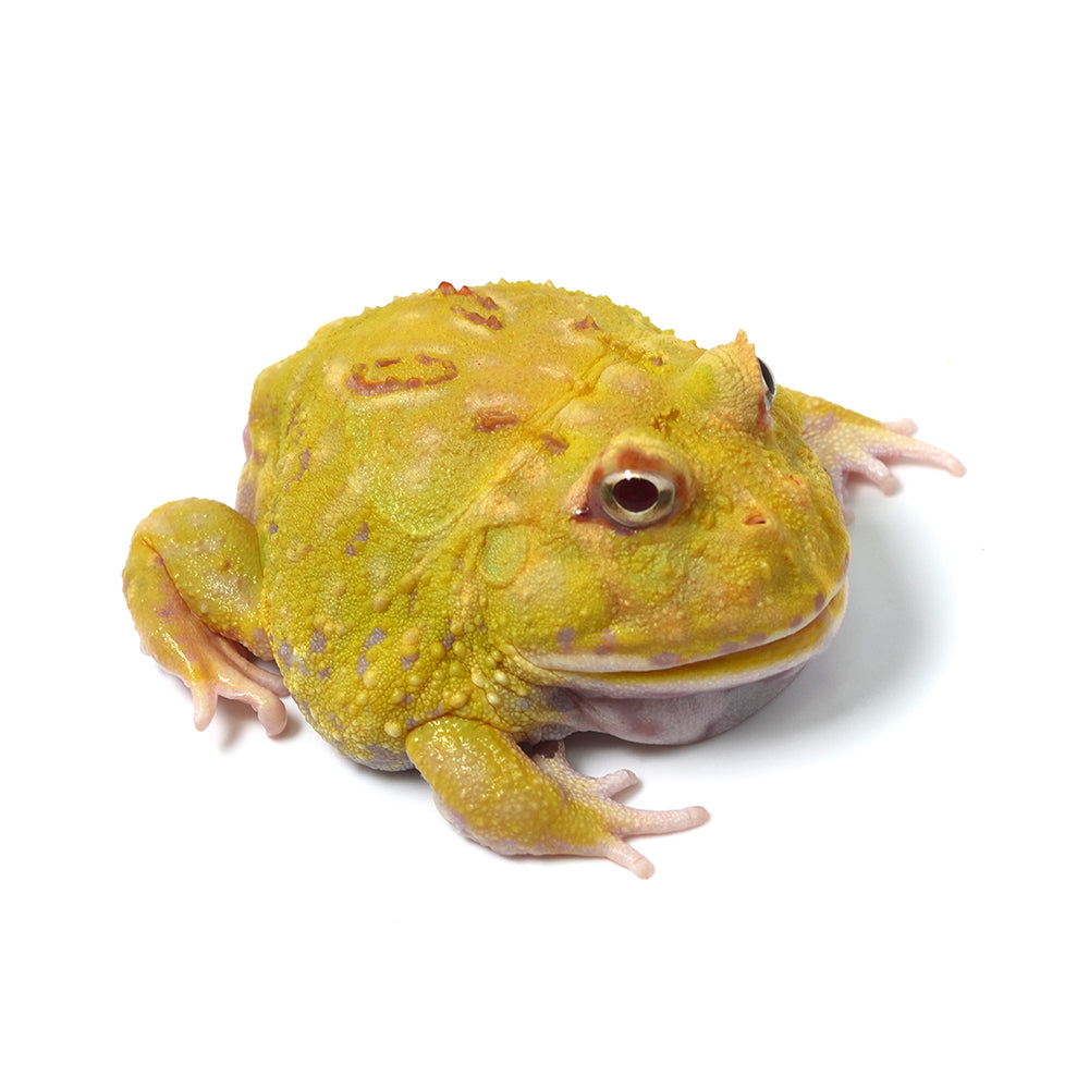 Albino Cranwell's Horned Frog (Pacman)