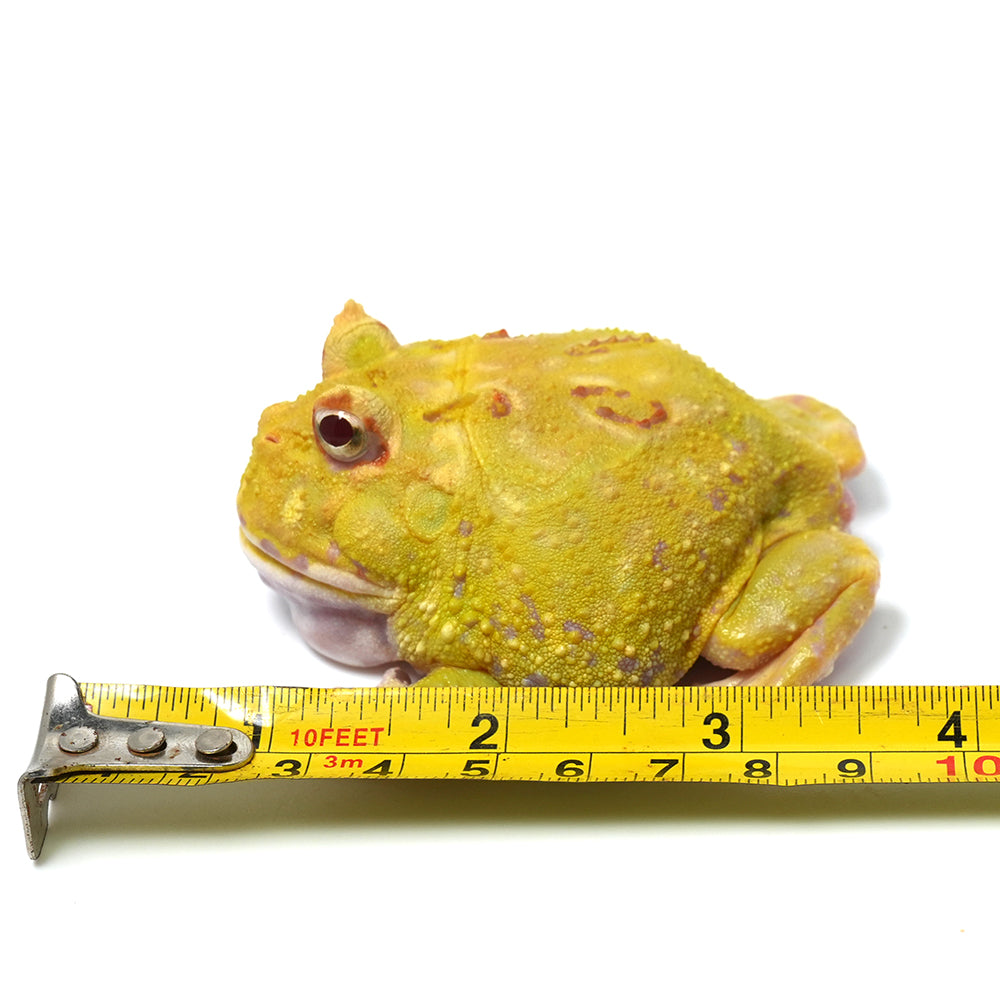 Albino Cranwell's Horned Frog (Pacman)