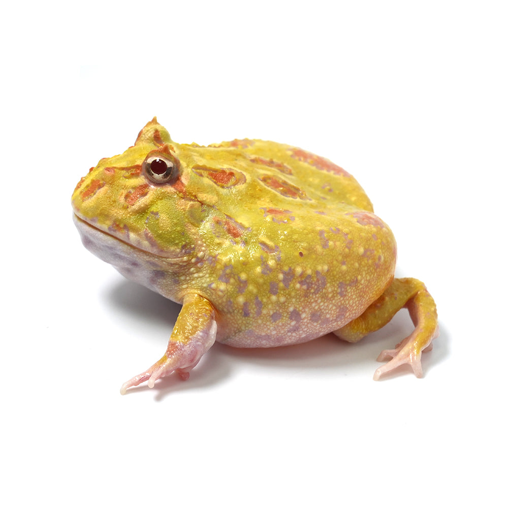 Albino Cranwell's Horned Frog (Pacman)