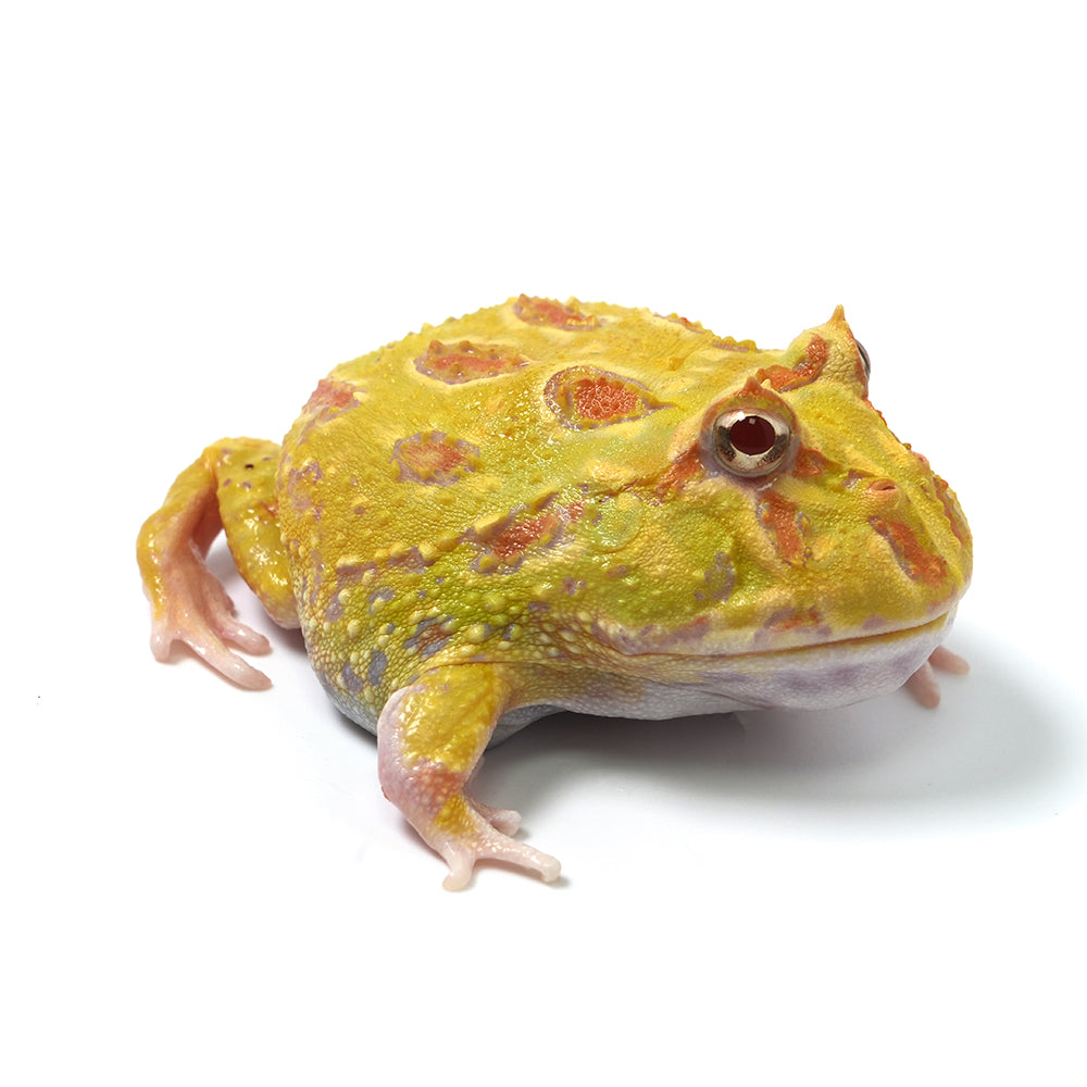 Albino Cranwell's Horned Frog (Pacman)