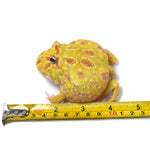Albino Cranwell's Horned Frog (Pacman)