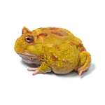 Albino Cranwell's Horned Frog (Pacman)