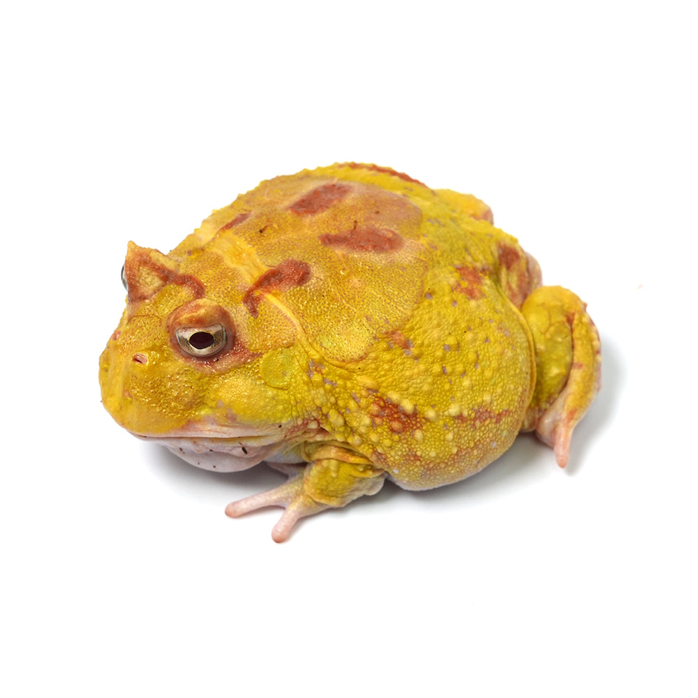 Albino Cranwell's Horned Frog (Pacman)