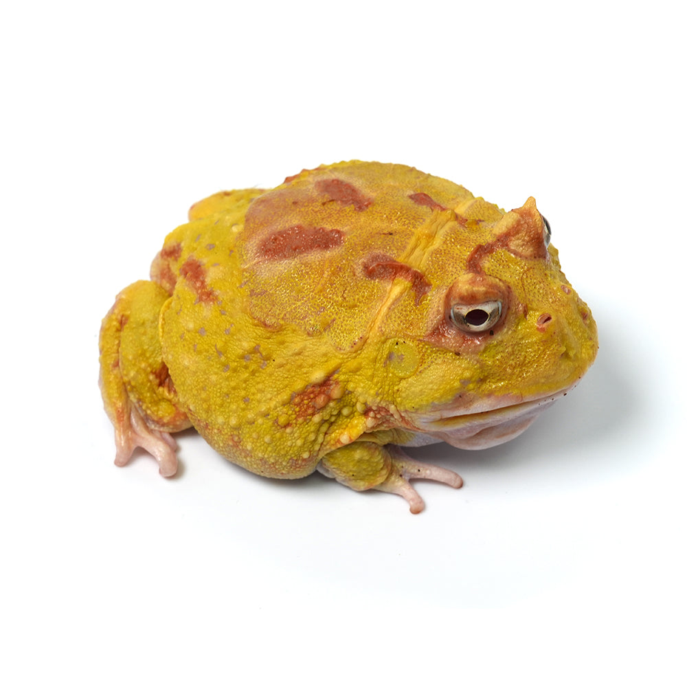 Albino Cranwell's Horned Frog (Pacman)