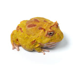 Albino Cranwell's Horned Frog (Pacman)