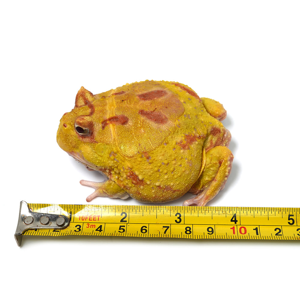 Albino Cranwell's Horned Frog (Pacman)