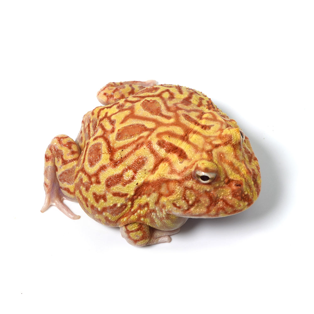 Strawberry Cranwell's Horned Frog (Pacman)