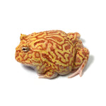 Strawberry Cranwell's Horned Frog (Pacman)