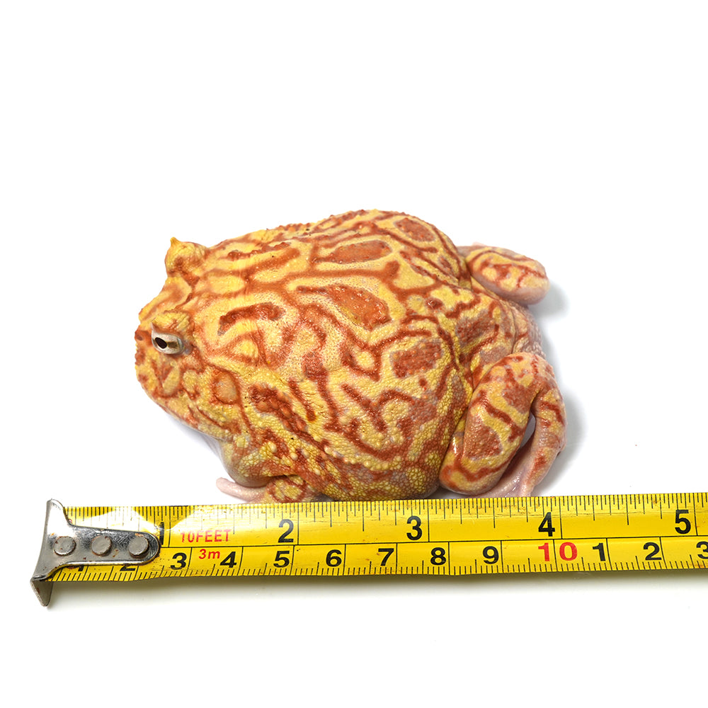 Strawberry Cranwell's Horned Frog (Pacman)