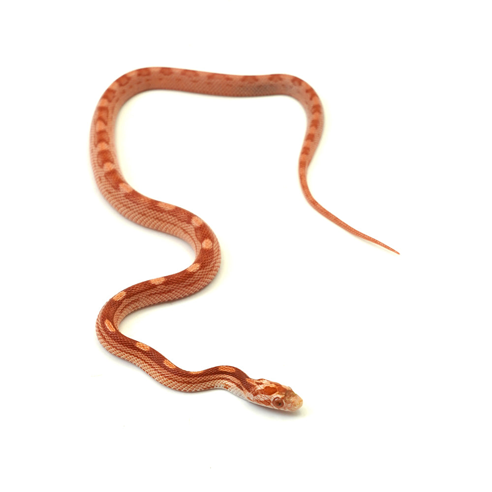 Albino Motley Corn Snake