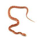Albino Motley Corn Snake