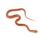 Albino Motley Corn Snake