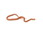 Albino Motley Corn Snake