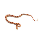Albino Corn Snake