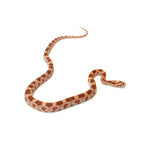 Albino Corn Snake