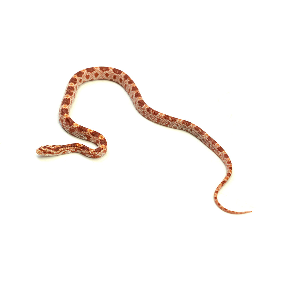Albino Corn Snake