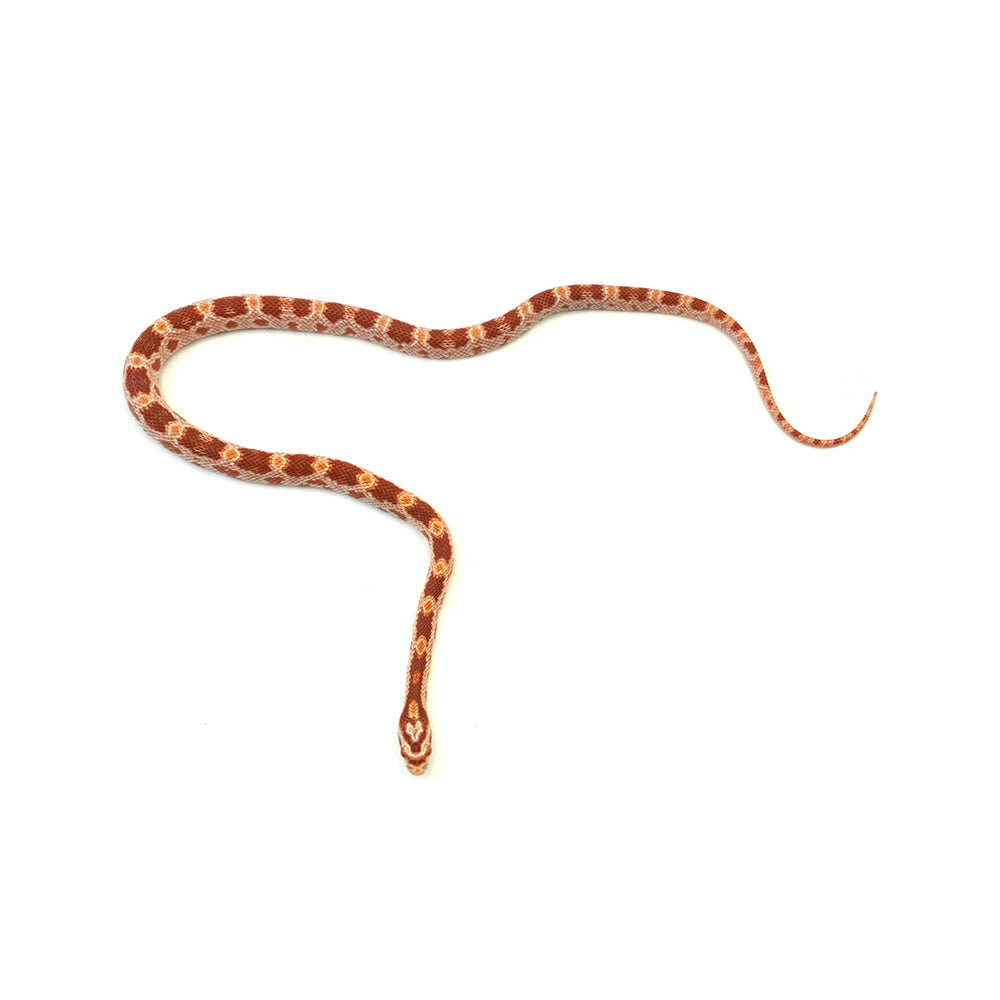 Albino Corn Snake