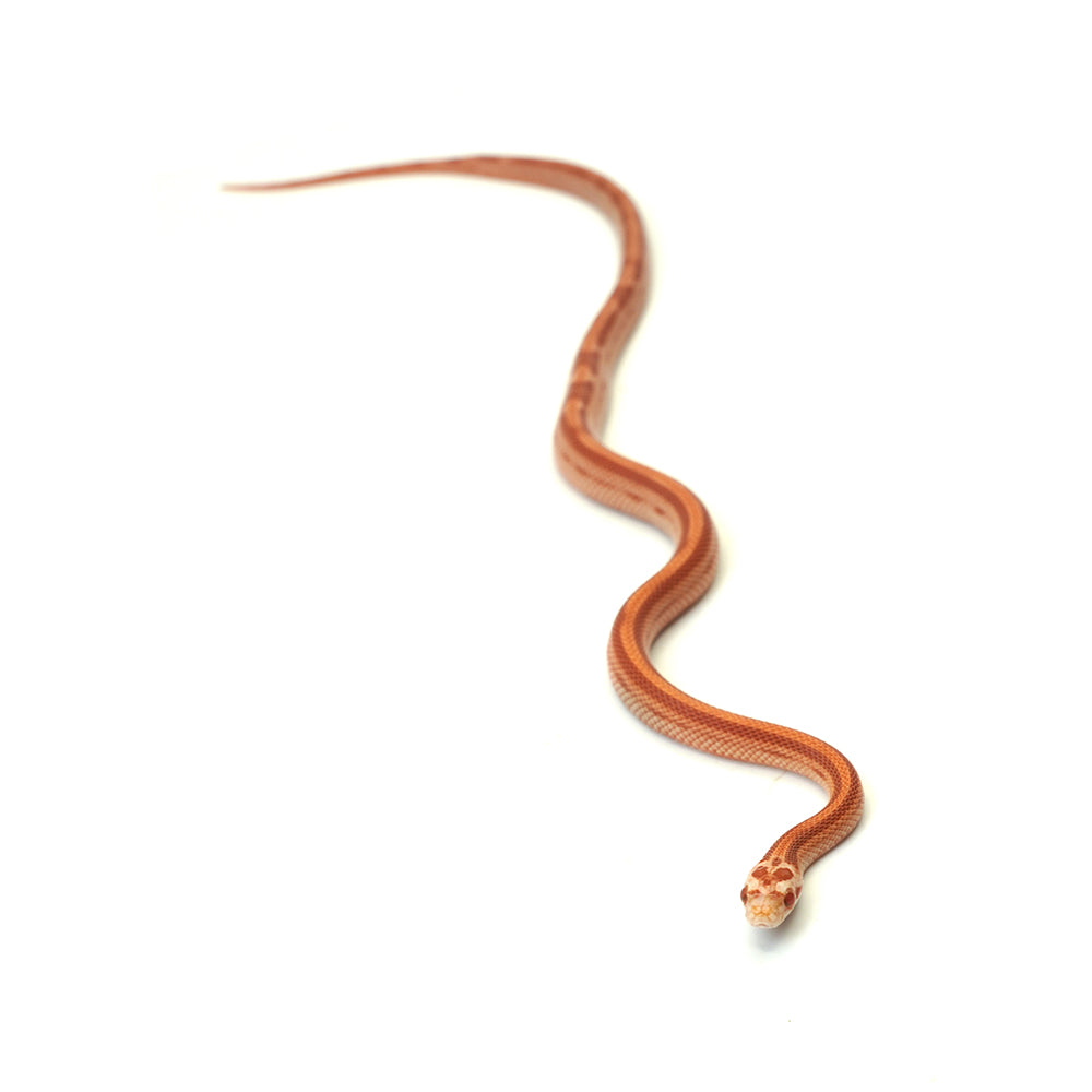 Albino Stripe Motley Corn Snake