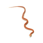 Albino Stripe Motley Corn Snake