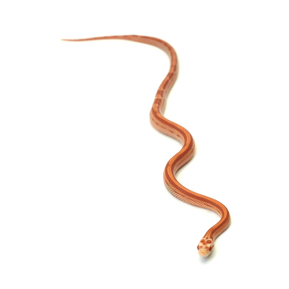 Albino Stripe Motley Corn Snake