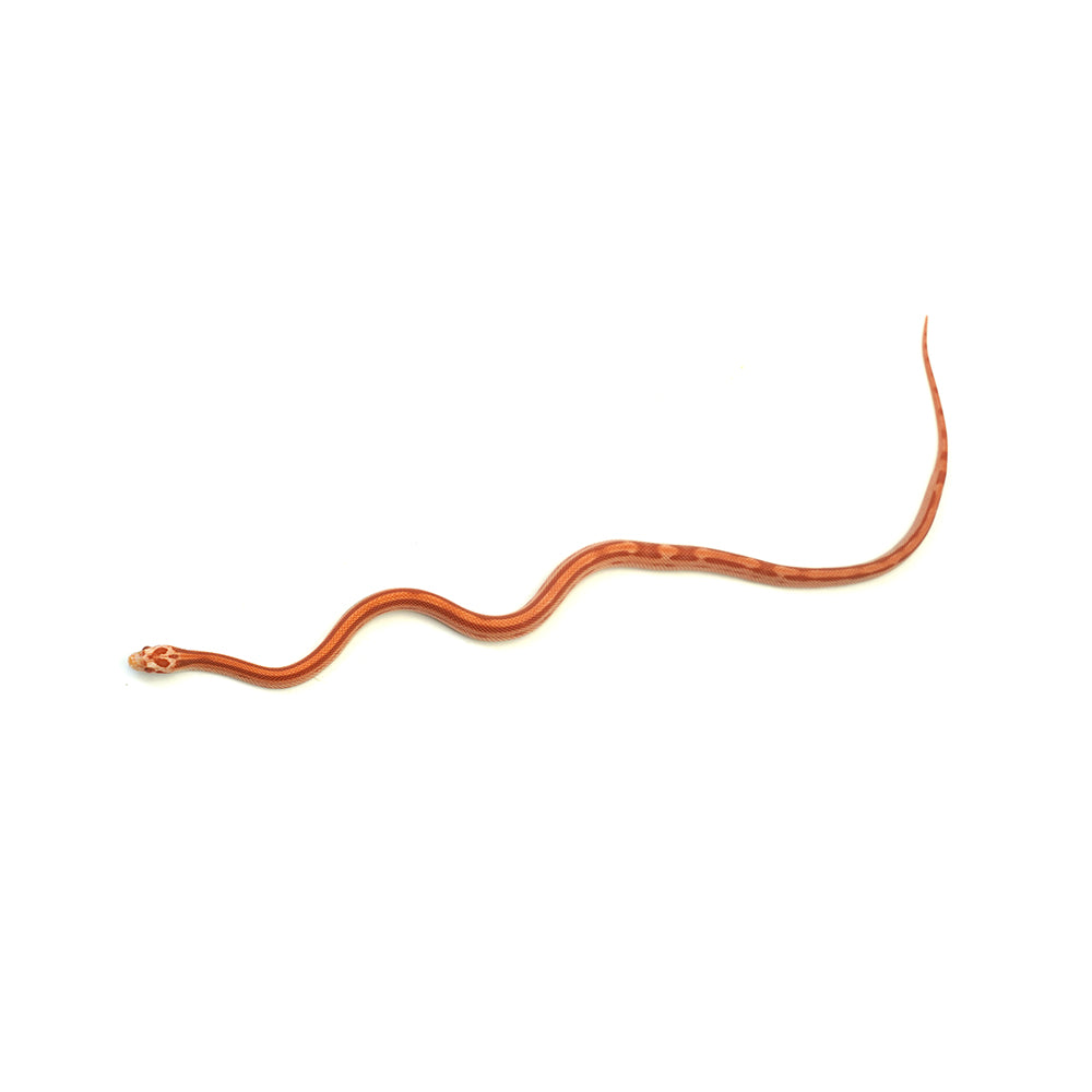 Albino Stripe Motley Corn Snake