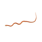 Albino Stripe Motley Corn Snake