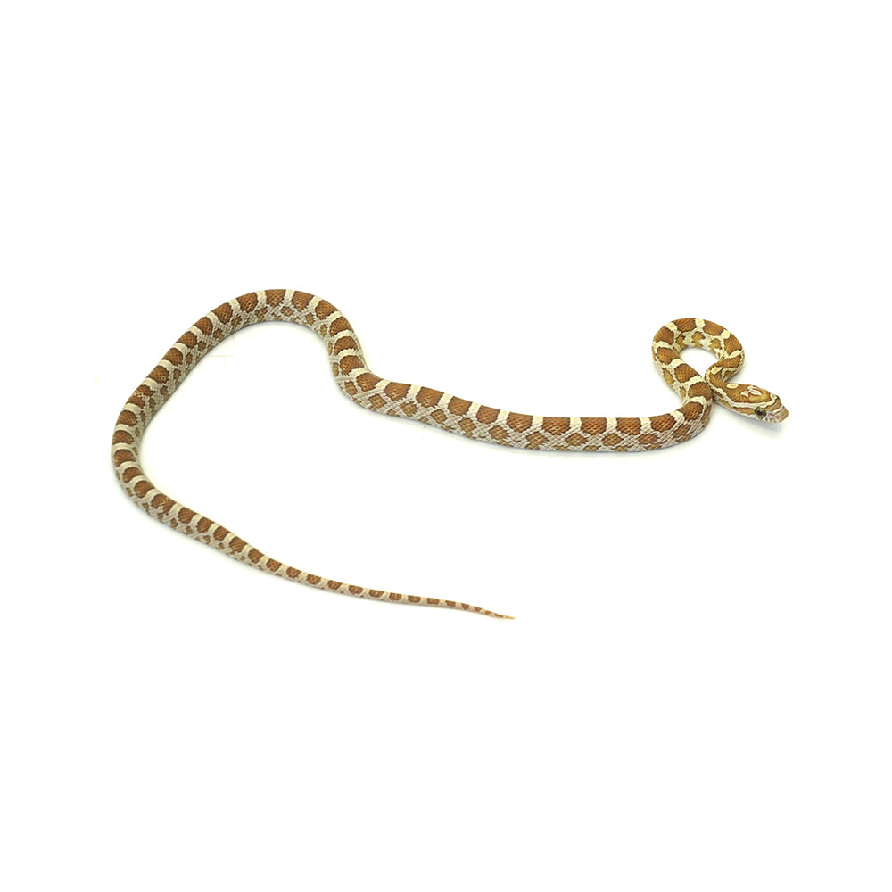 Gold Dust Corn Snake