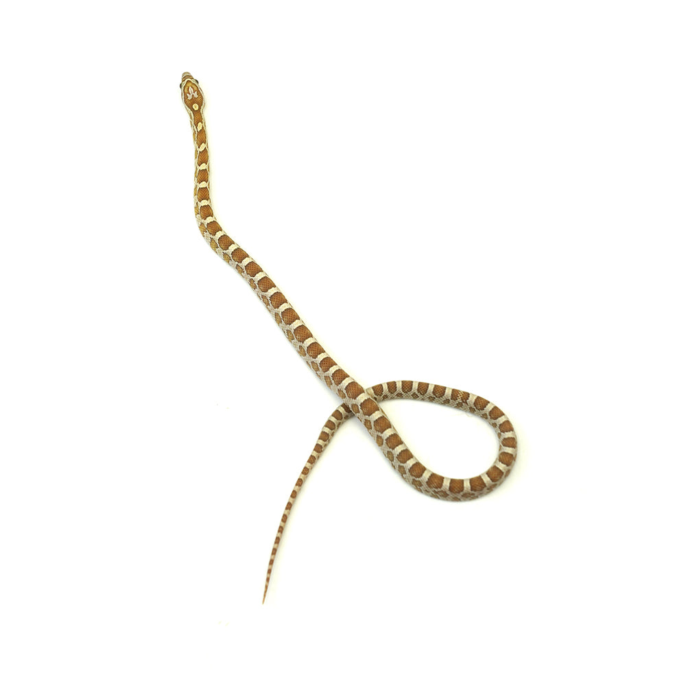 Gold Dust Corn Snake